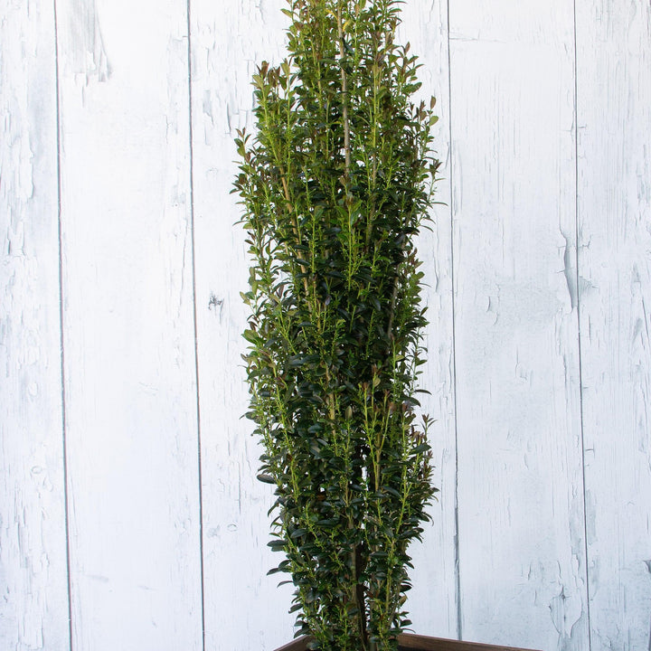 Ilex x 'RutHol3' ~ Jade Lance® Japanese Holly-ServeScape