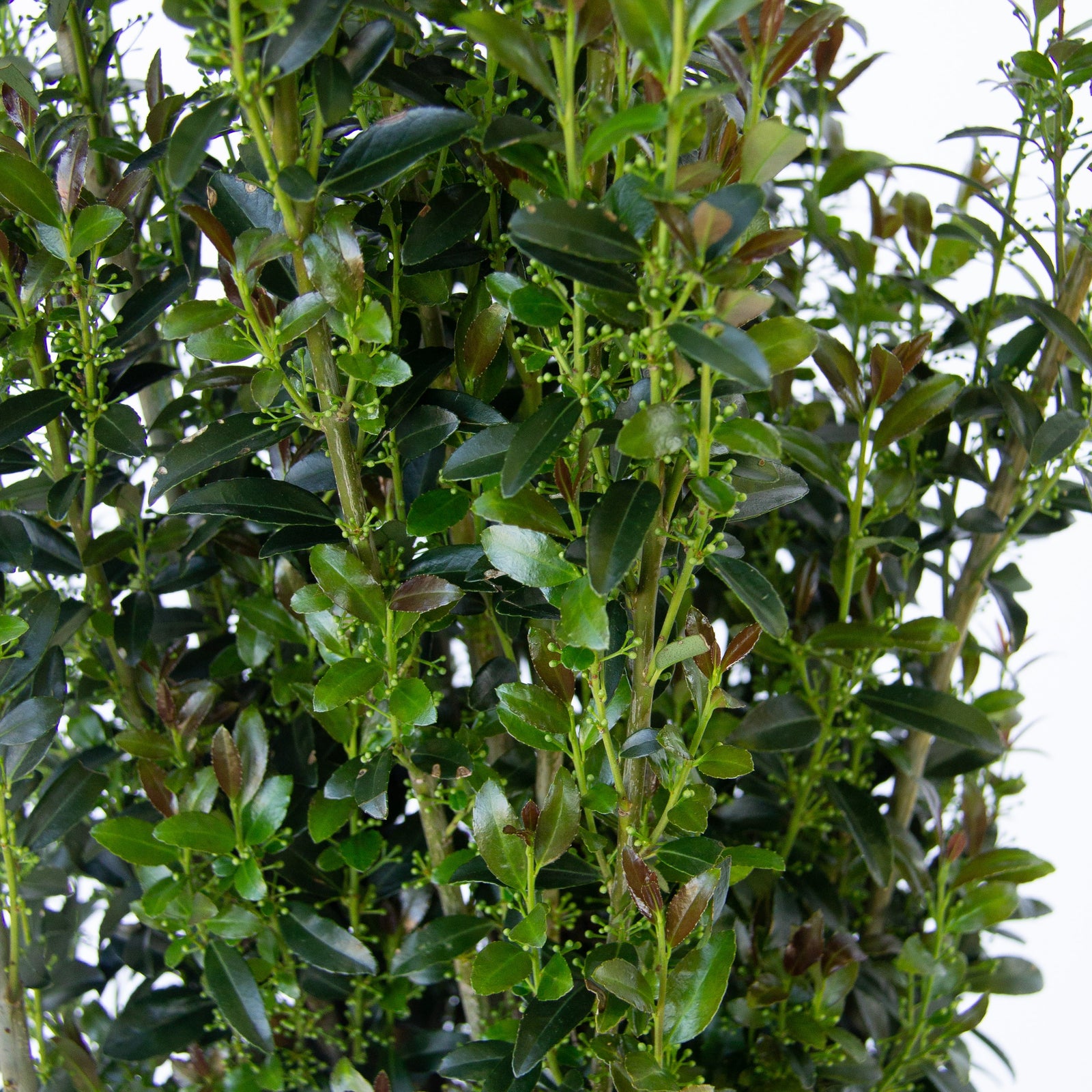 Ilex x 'RutHol3' ~ Jade Lance® Japanese Holly-ServeScape
