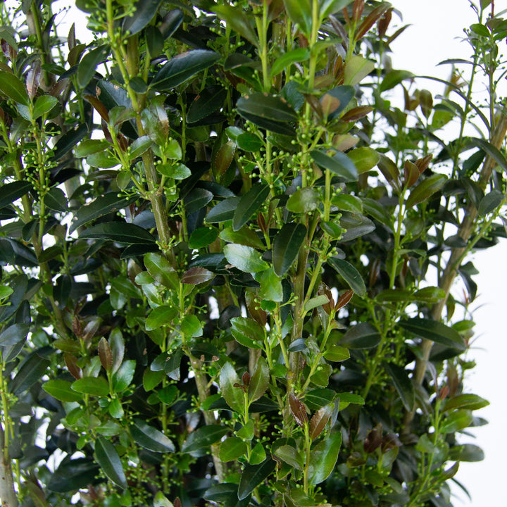 Ilex x 'RutHol3' ~ Jade Lance® Japanese Holly-ServeScape