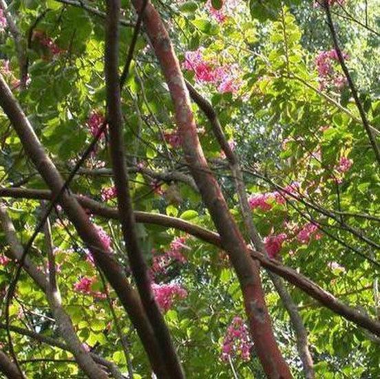 Lagerstroemia indica x fauriei 'Miami' ~ Miami Crape Myrtle-ServeScape