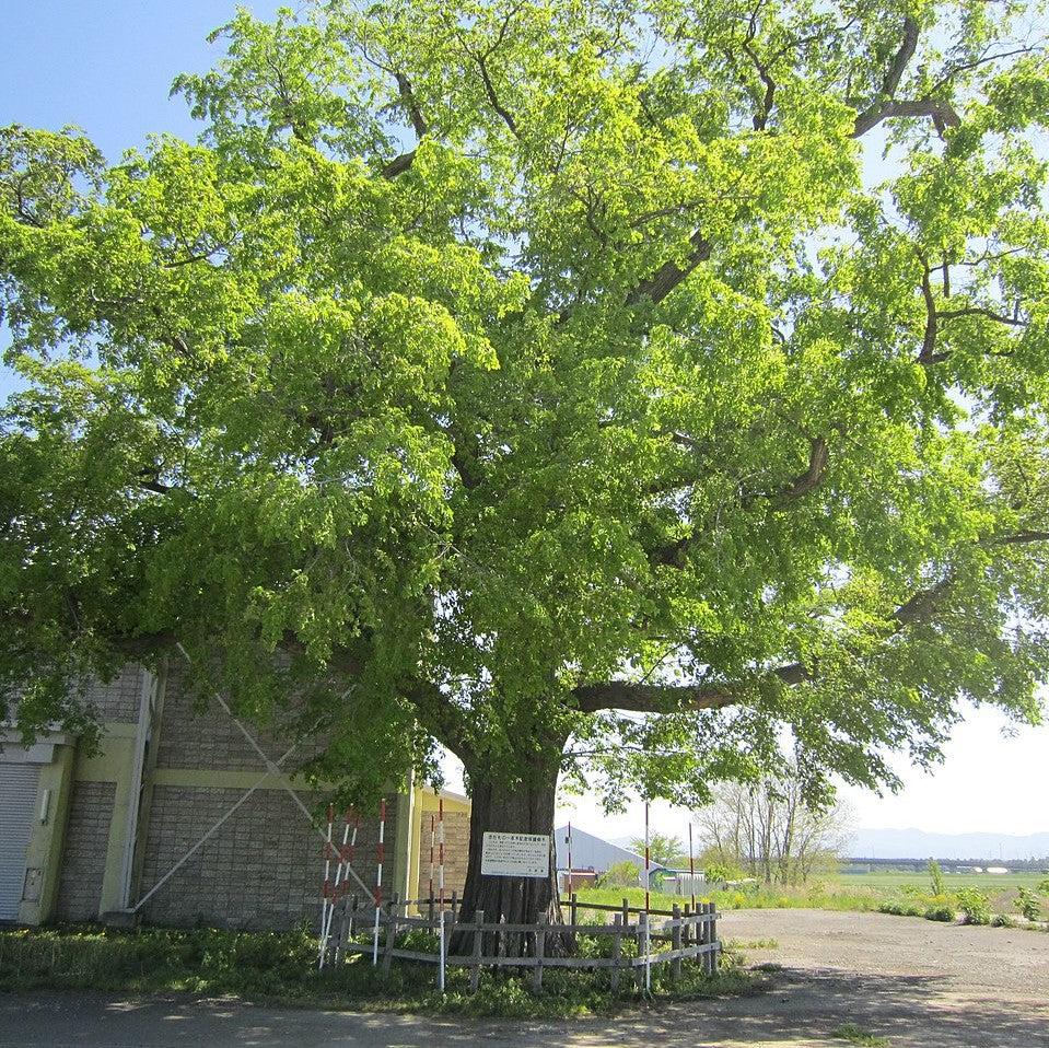 Ulmus japonica ~ Japanese Elm-ServeScape