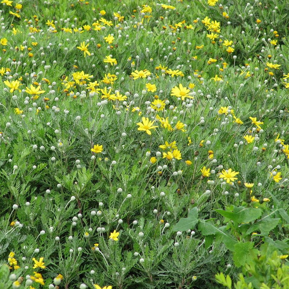 Euryops pectinatus ~ Yellow Bush Daisy-ServeScape