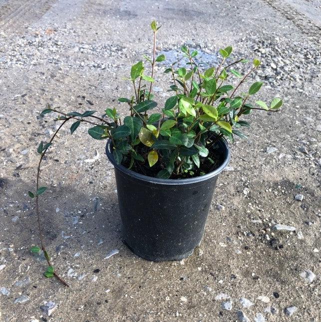 Trachelospermum asiaticum ~ Asiatic Jasmine-ServeScape