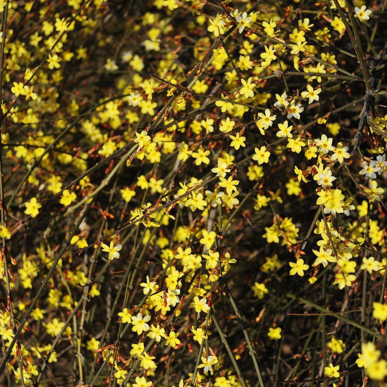 Jasminum nudiflorum ~ Winter Jasmine-ServeScape