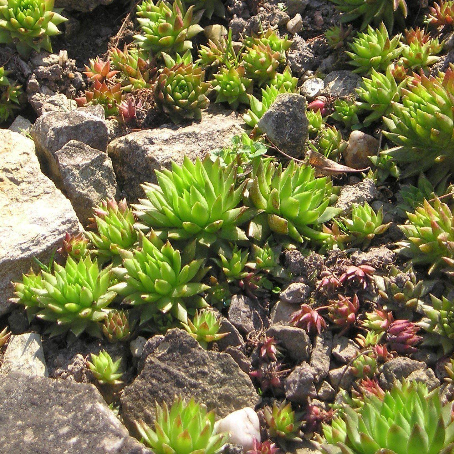 Jovibarba 'Green Carpet' ~ 'Green Carpet' Rollers - Delivered By ServeScape