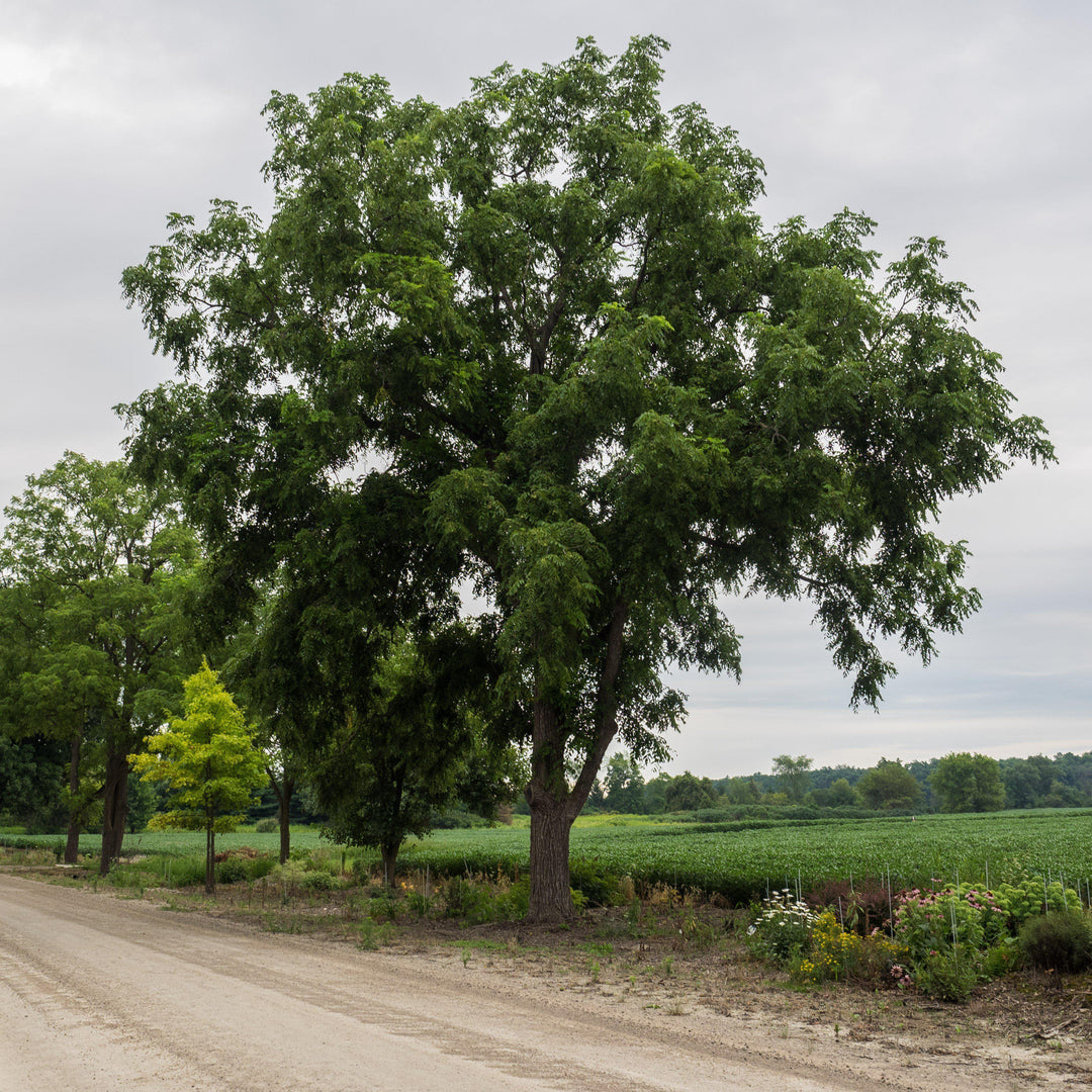 Juglans nigra ~ Black Walnut-ServeScape