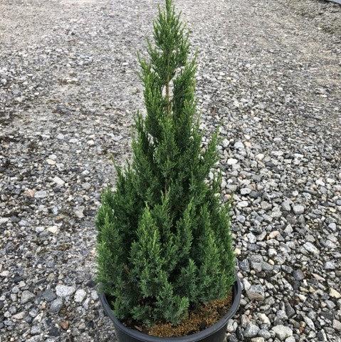 Juniperus chinensis 'Blue Point' ~ Blue Point Juniper-ServeScape