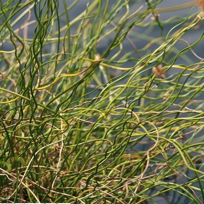 Juncus effusus f. spiralis ~ Corkscrew Rush-ServeScape