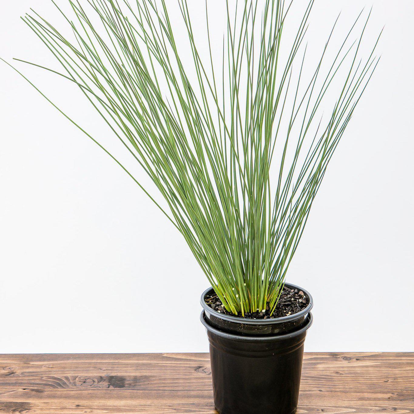 Juncus inflexus 'Blue Arrows' ~ Blue Arrows Rush - Delivered By ServeScape
