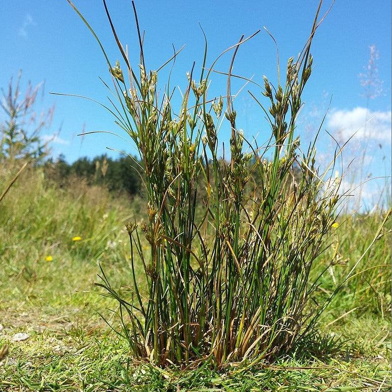 Juncus tenuis ~ Blue Dart Rush, Path Rush-ServeScape
