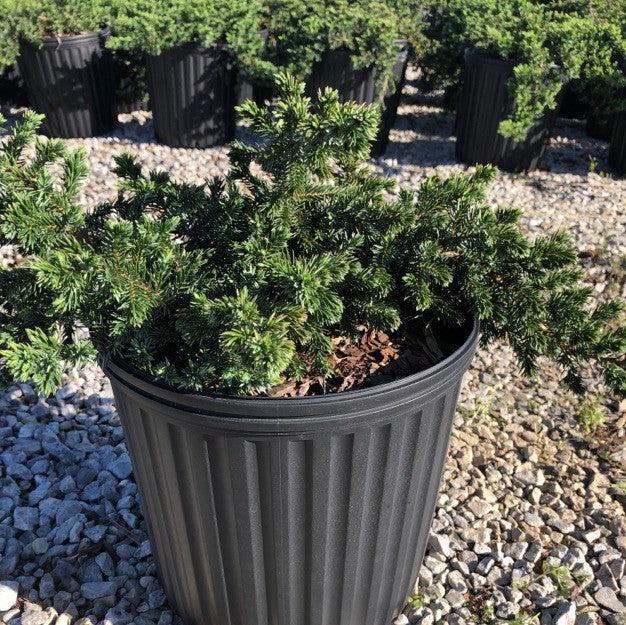 Juniperus conferta 'Blue Pacific' ~ Blue Pacific Shore Juniper-ServeScape