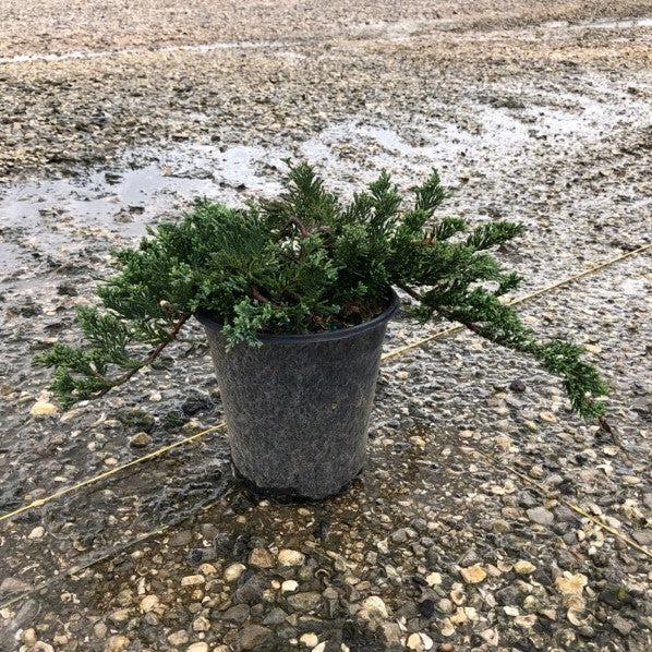 Juniperus horizontalis 'Wiltonii' ~ Blue Rug Juniper-ServeScape