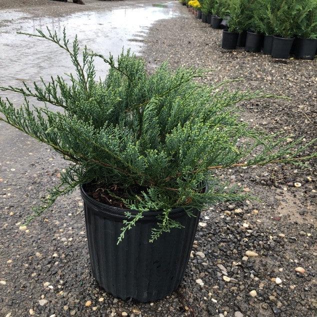 Juniperus virginiana 'Grey Owl' ~ Grey Owl Juniper-ServeScape