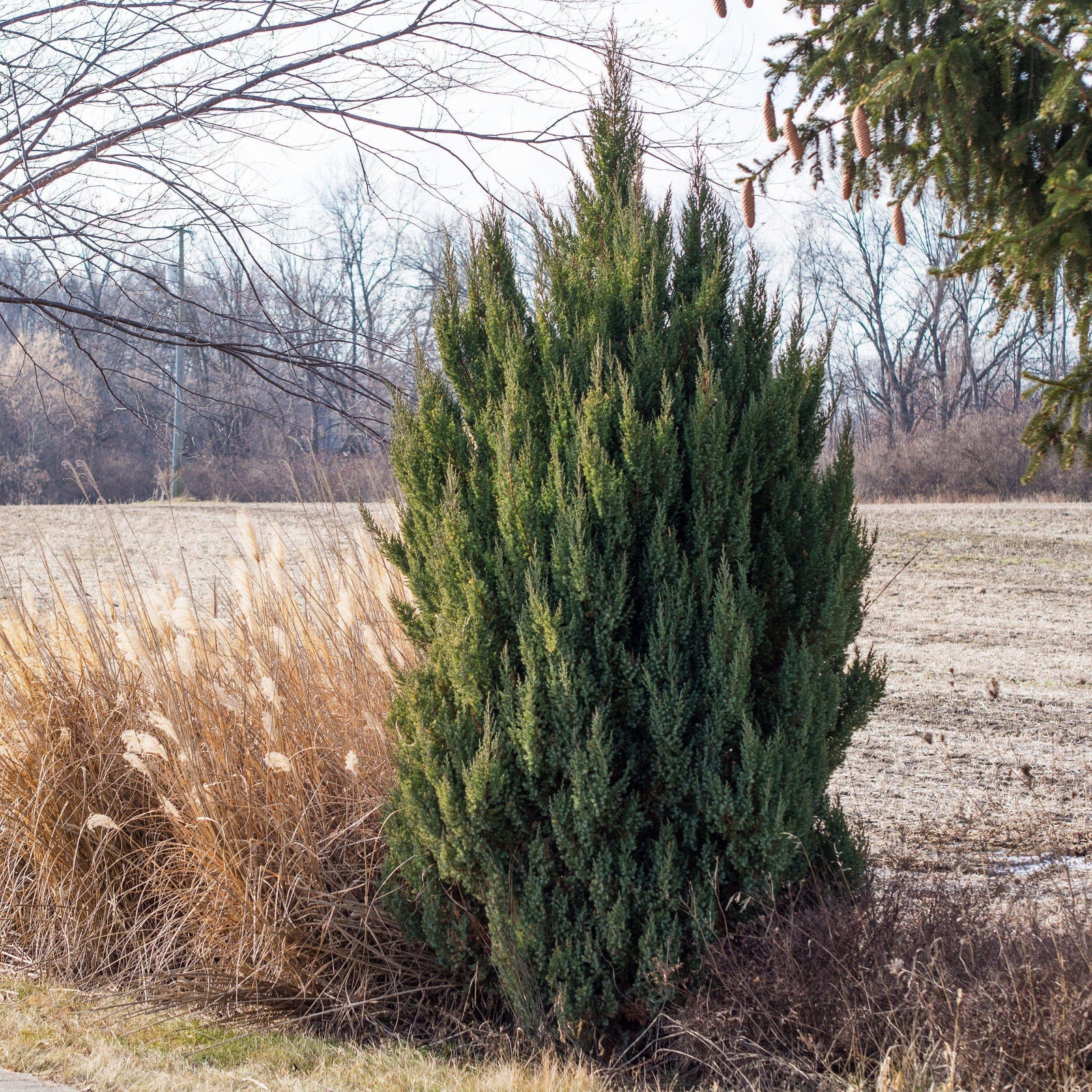 Juniperus chinensis 'Spiny Greek' ~ Spiny Greek Juniper - Delivered By ServeScape