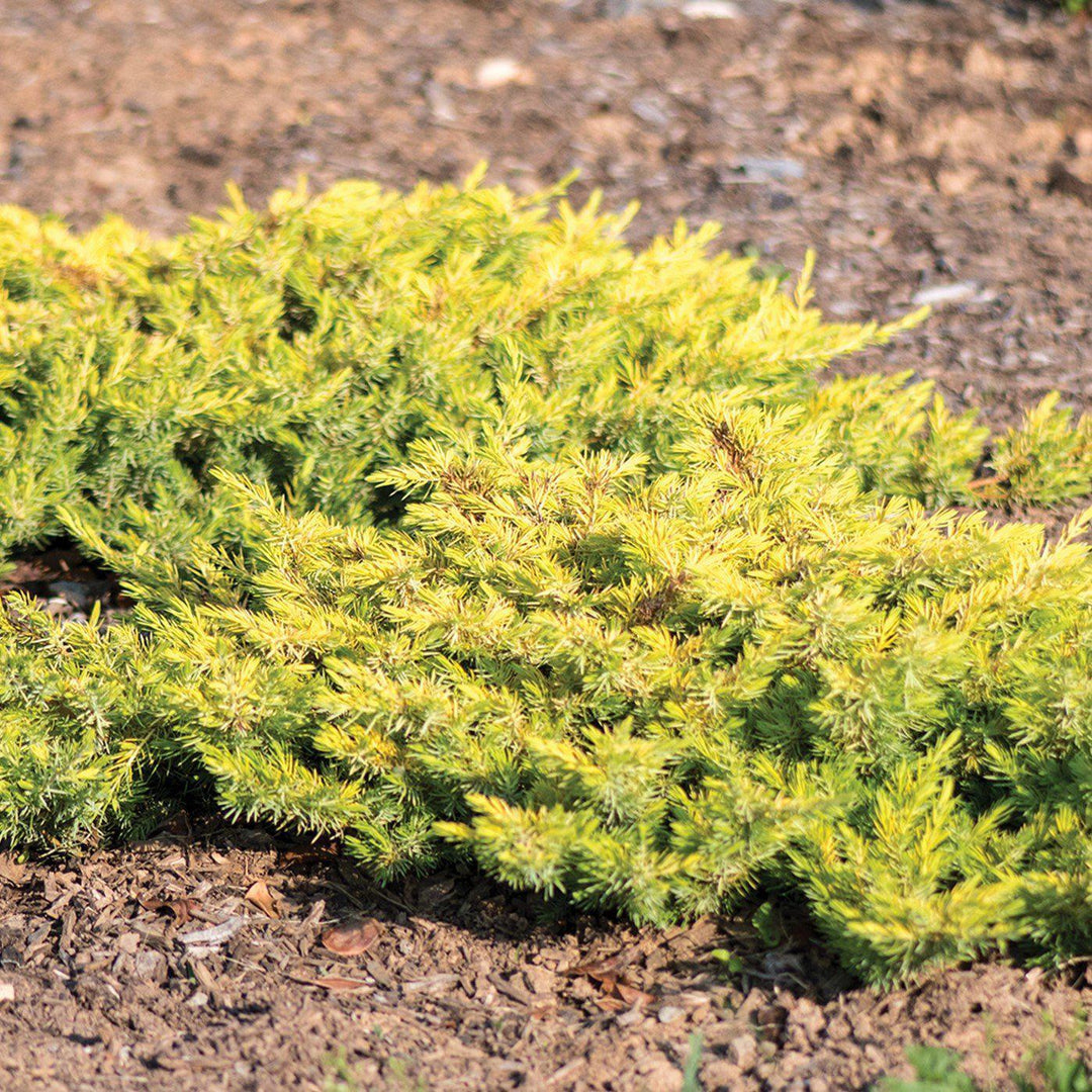 Juniperus conferta 'sPg-3-016' ~ Golden Pacific™ Juniper-ServeScape