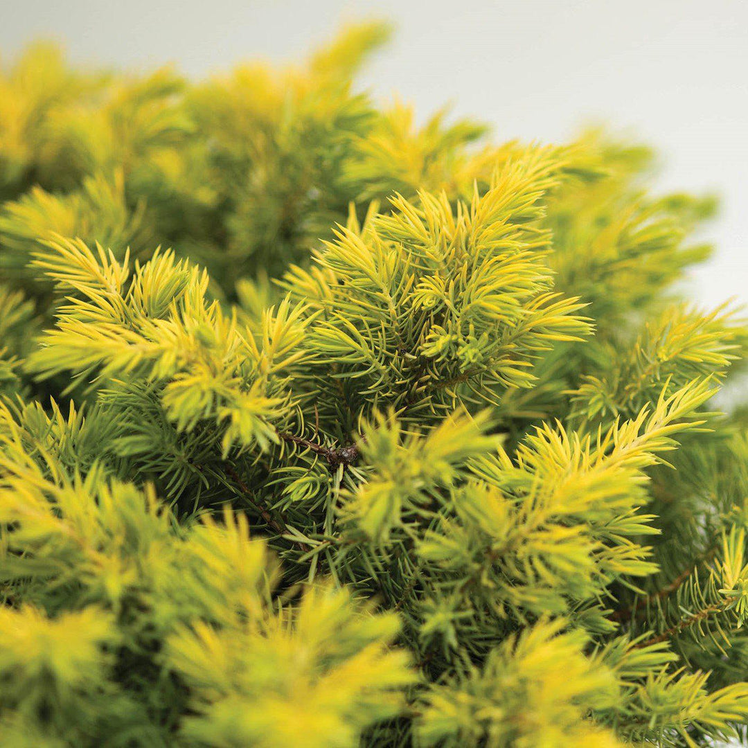 Juniperus conferta 'sPg-3-016' ~ Golden Pacific™ Juniper-ServeScape