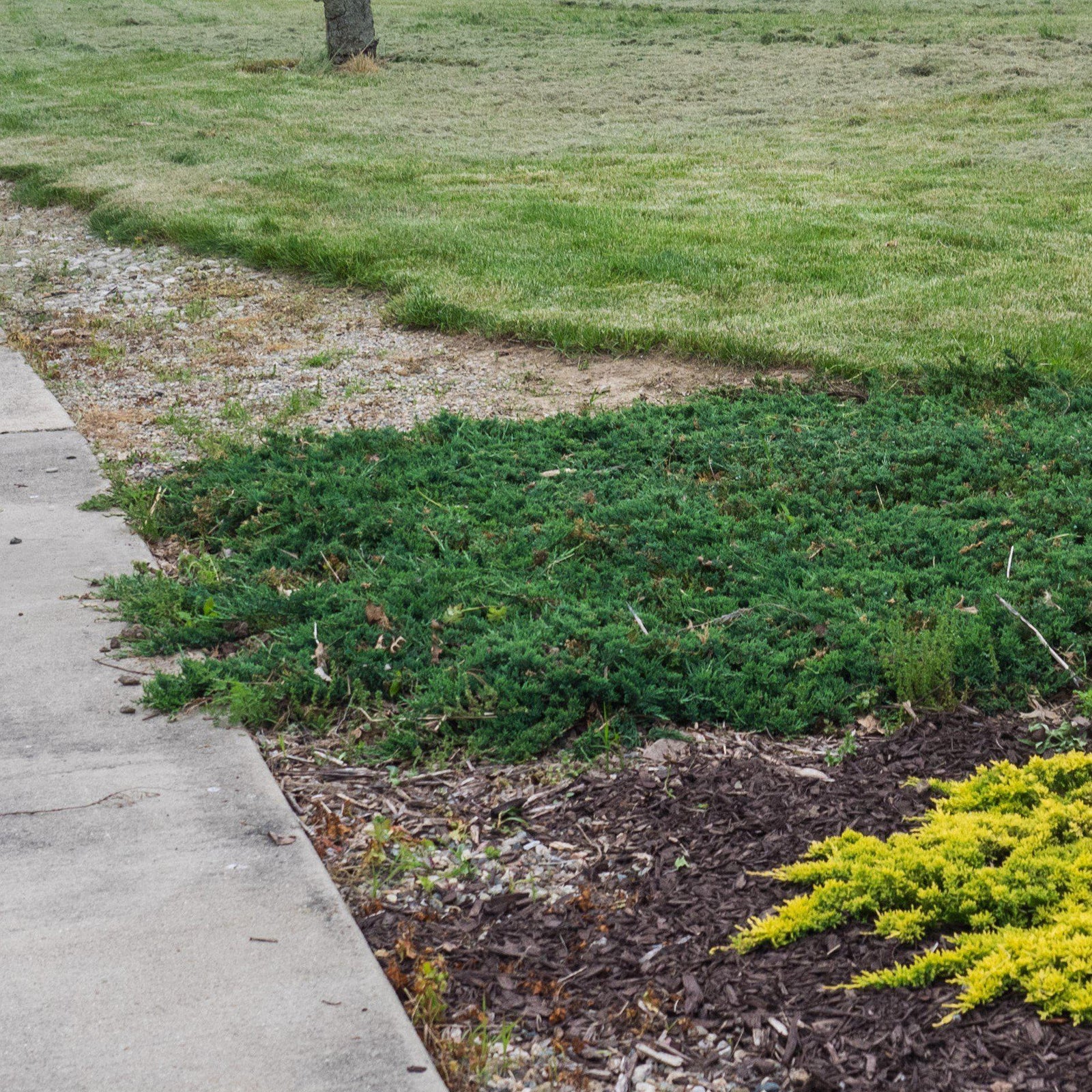 Juniperus horizontalis 'Wiltonii' ~ Blue Rug Juniper - Delivered By ServeScape