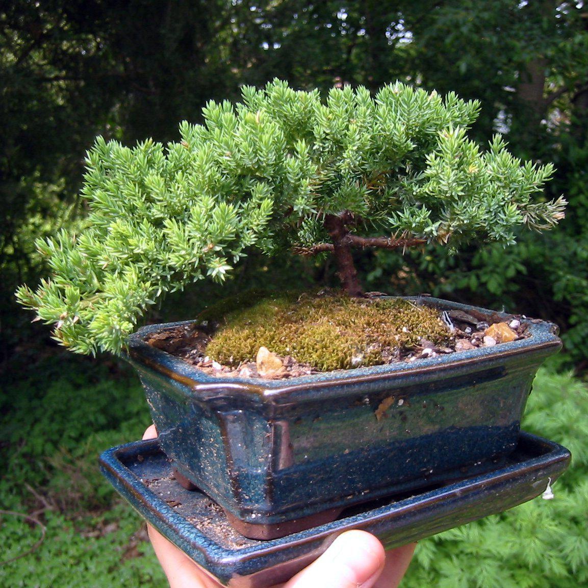 Juniperus procumbens 'Green Mound' ~ Green Mound Japanese Garden Juniper-ServeScape