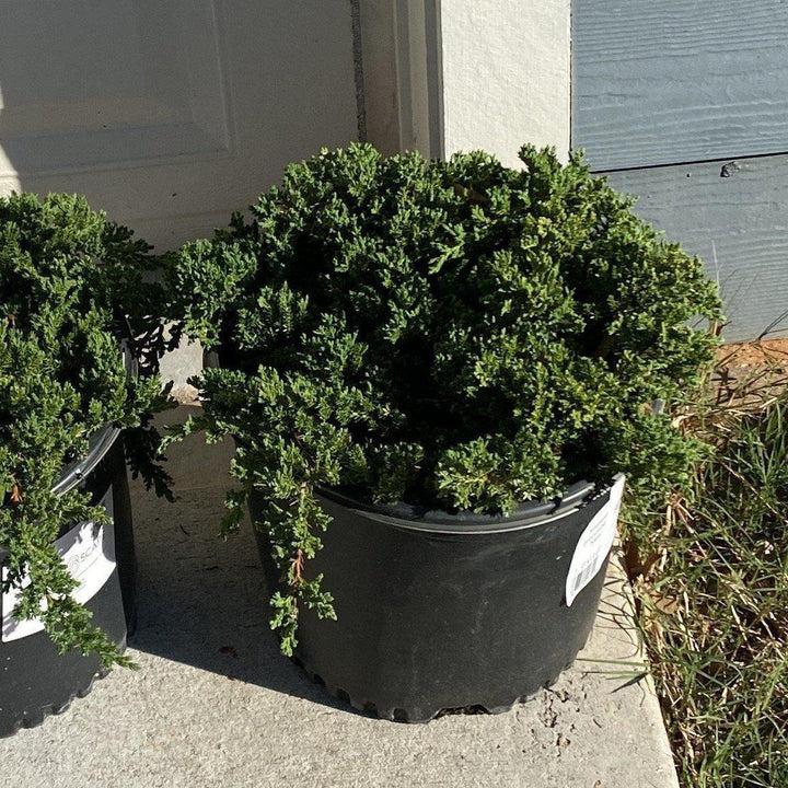 Juniperus procumbens 'Nana' ~ Japanese Garden Juniper-ServeScape