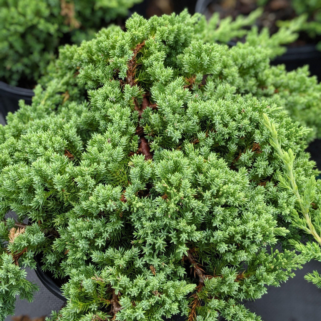 Juniperus procumbens 'Nana' ~ Japanese Garden Juniper - Delivered By ServeScape