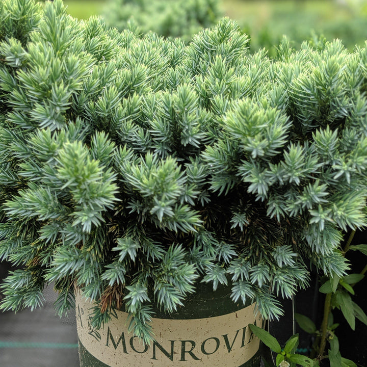 Juniperus squamata 'Blue Star' ~ Blue Star Singleseed Juniper - Delivered By ServeScape