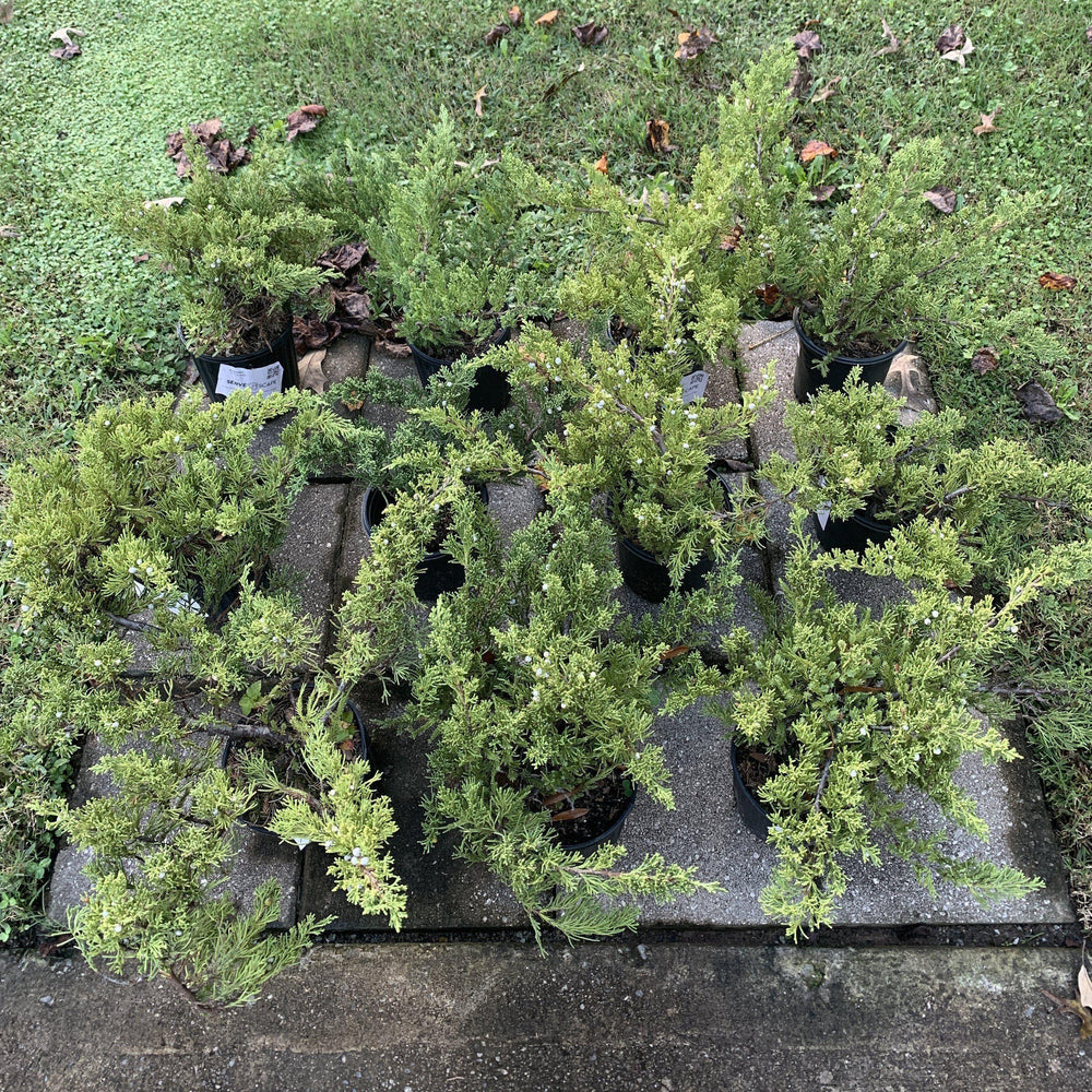 Juniperus squamata expansa 'Parsonii' ~ Parson's Juniper-ServeScape