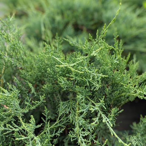 Juniperus virginiana 'Grey Owl' ~ Grey Owl Red Cedar - Delivered By ServeScape