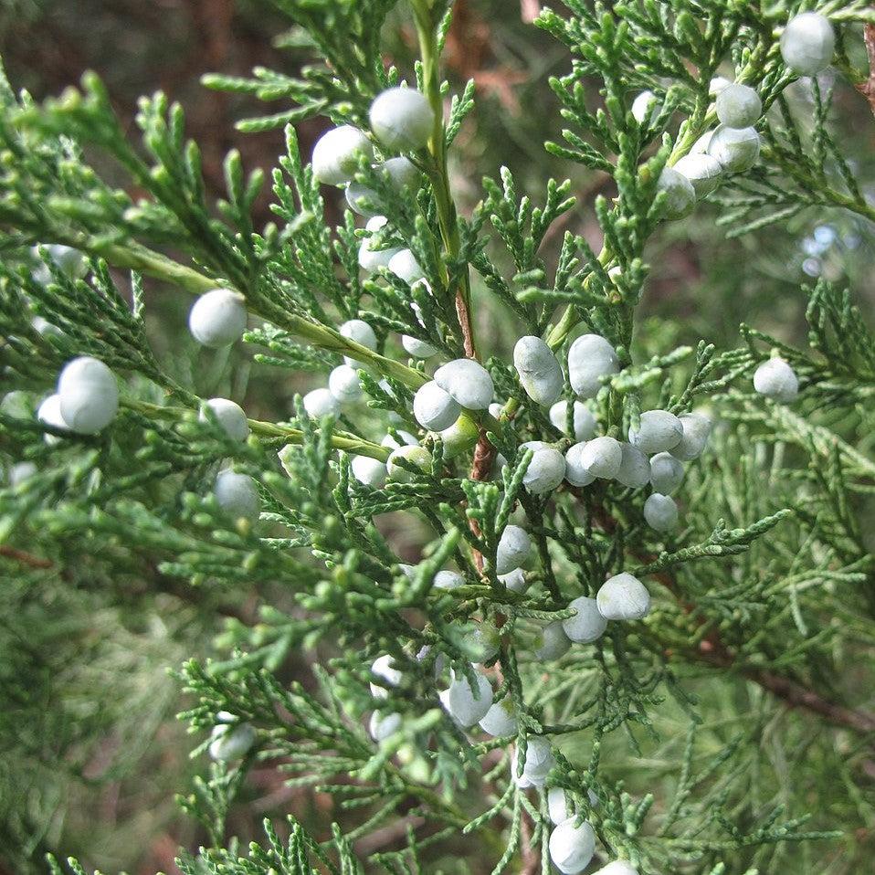 Juniperus virginiana 'High Shoals' ~ High Shoals Eastern Red Cedar-ServeScape