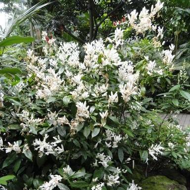 Justicia Whitefielda Elongata 'White Candles' ~ White Candles Shrimp Plant-ServeScape