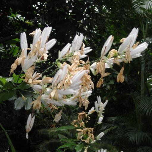 Justicia Whitefielda Elongata 'White Candles' ~ White Candles Shrimp Plant-ServeScape