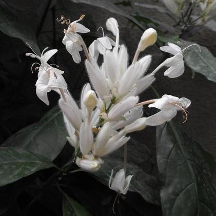 Justicia Whitefielda Elongata 'White Candles' ~ White Candles Shrimp Plant-ServeScape