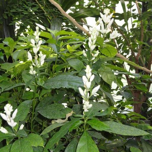 Justicia Whitefielda Elongata 'White Candles' ~ White Candles Shrimp Plant-ServeScape