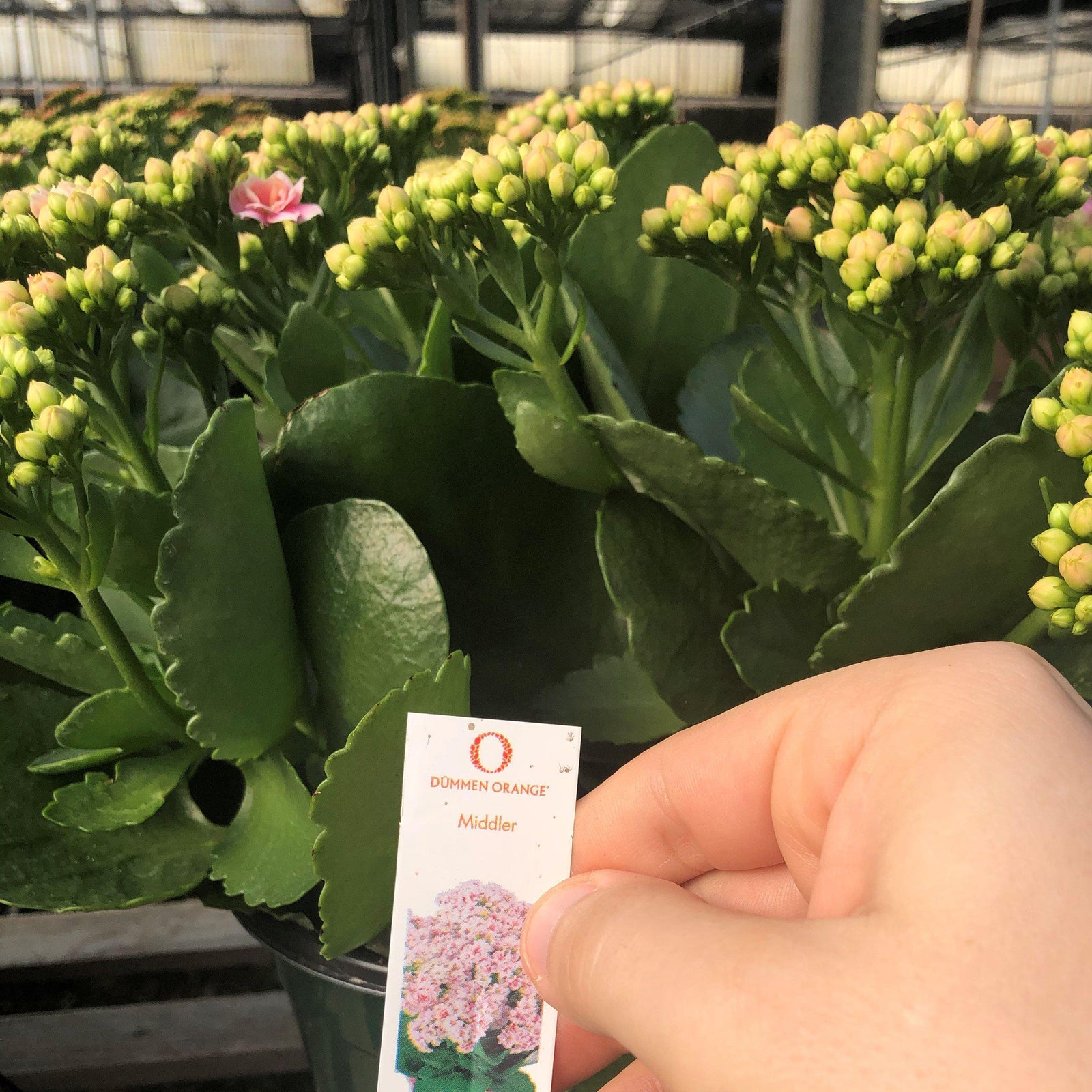 Kalanchoe 'Middler' ~ Middler Kalanchoe-ServeScape