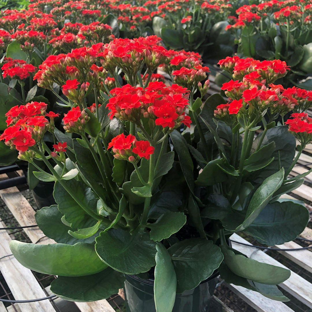 Kalanchoe blossfeldiana ~ Kalanchoe-ServeScape