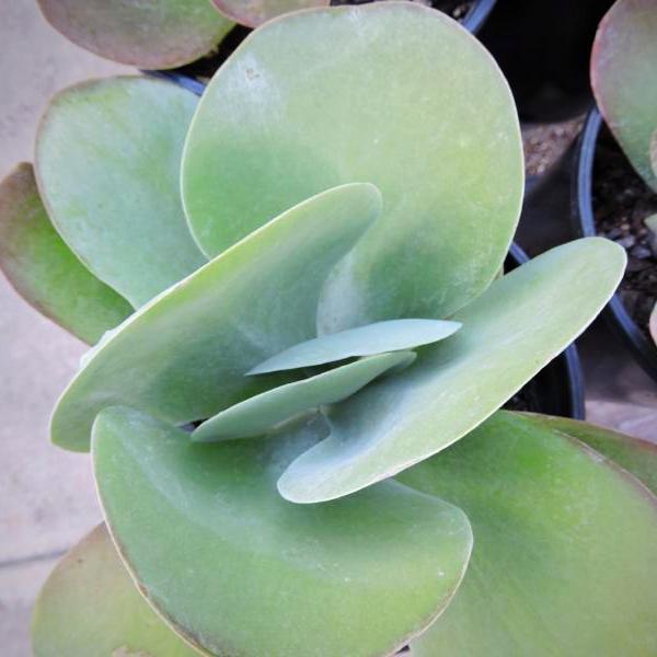 Kalanchoe thyrsiflora 'FlapJack' ~ Paddle, Flapjack