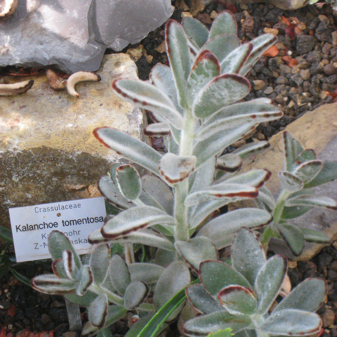 Kalanchoe tomentosa  ~ Panda Plant - Delivered By ServeScape