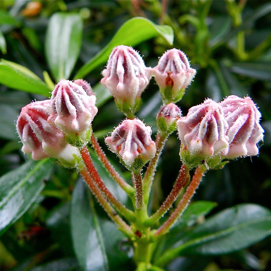 Kalmia latifolia 'Minuet' ~ Minuet Mountain Laurel-ServeScape