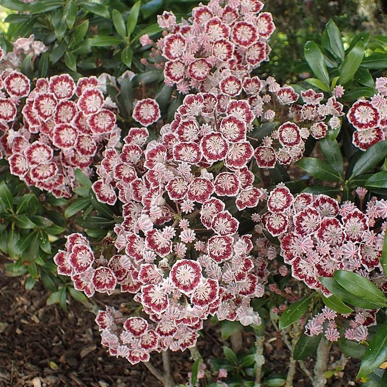 Kalmia latifolia 'Minuet' ~ Minuet Mountain Laurel-ServeScape