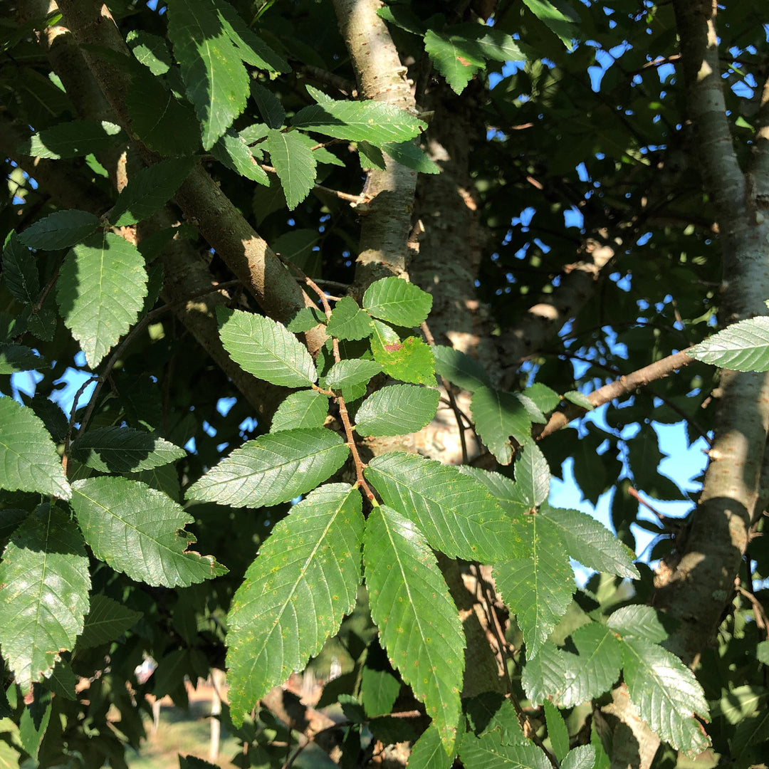 Ulmus alata 'UAMTF' ~ Kalysta® Winged Elm-ServeScape