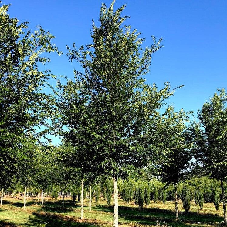 Ulmus alata 'UAMTF' ~ Kalysta® Winged Elm-ServeScape