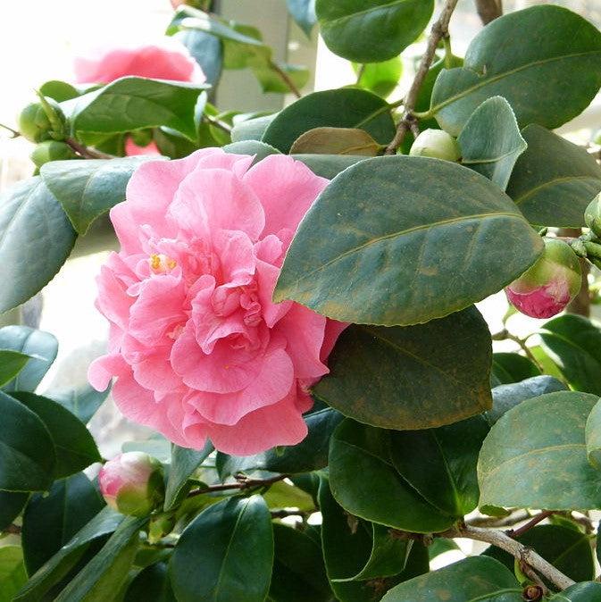 Camellia japonica 'Ack-Scent' ~ Ack-Scent Camellia-ServeScape