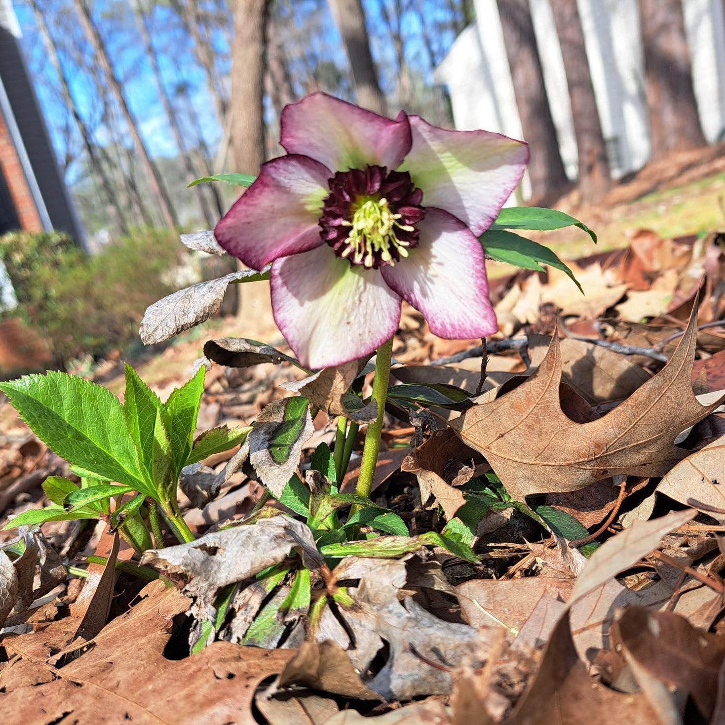 Helleborus 'Cherry Blossom' ~ Winter Jewels® Cherry Blossom Lenten Rose-ServeScape