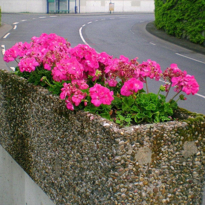 Pelargonium × hortorum 'Rocky Mountain Deep Rose' ~ Rocky Mountain™ Deep Rose Zonal Geranium-ServeScape