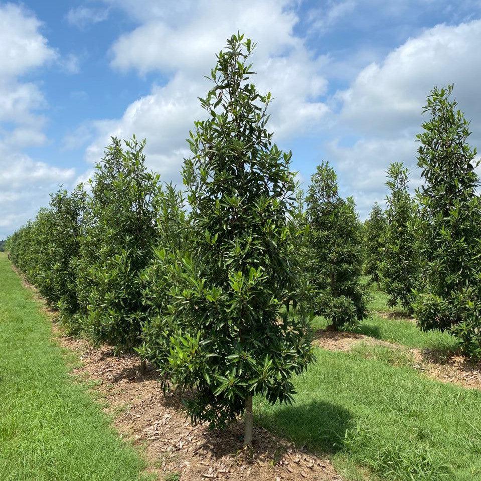 Magnolia virginiana ’MVMTF’ ~ Keltyk® Sweetbay Magnolia-ServeScape