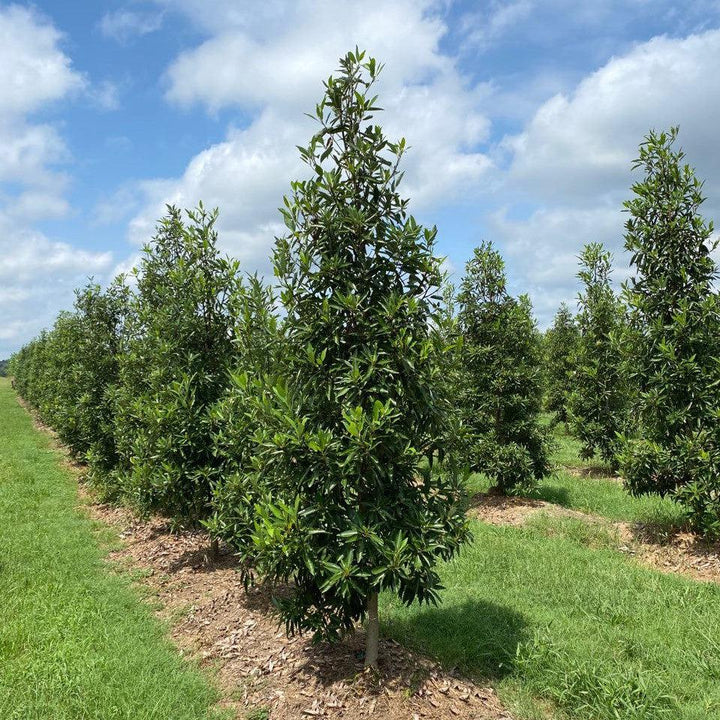 Magnolia virginiana ’MVMTF’ ~ Keltyk® Sweetbay Magnolia-ServeScape