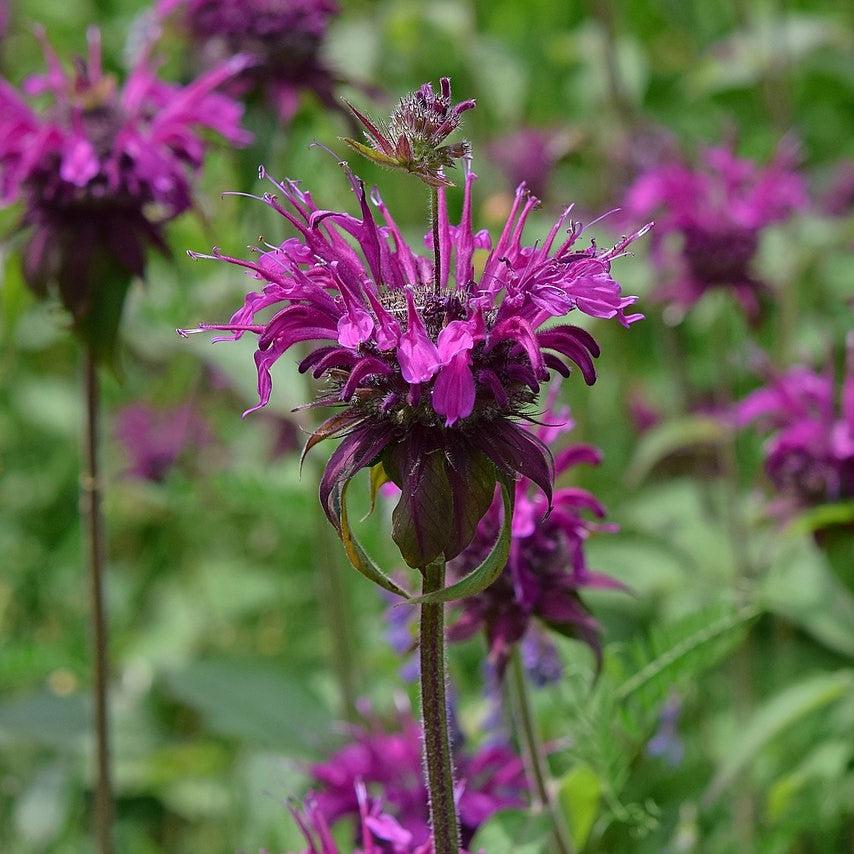 Monarda 'Rockin Raspberry' PP28752 ~ Sugar Buzz® Rockin Raspberry Bee Balm-ServeScape