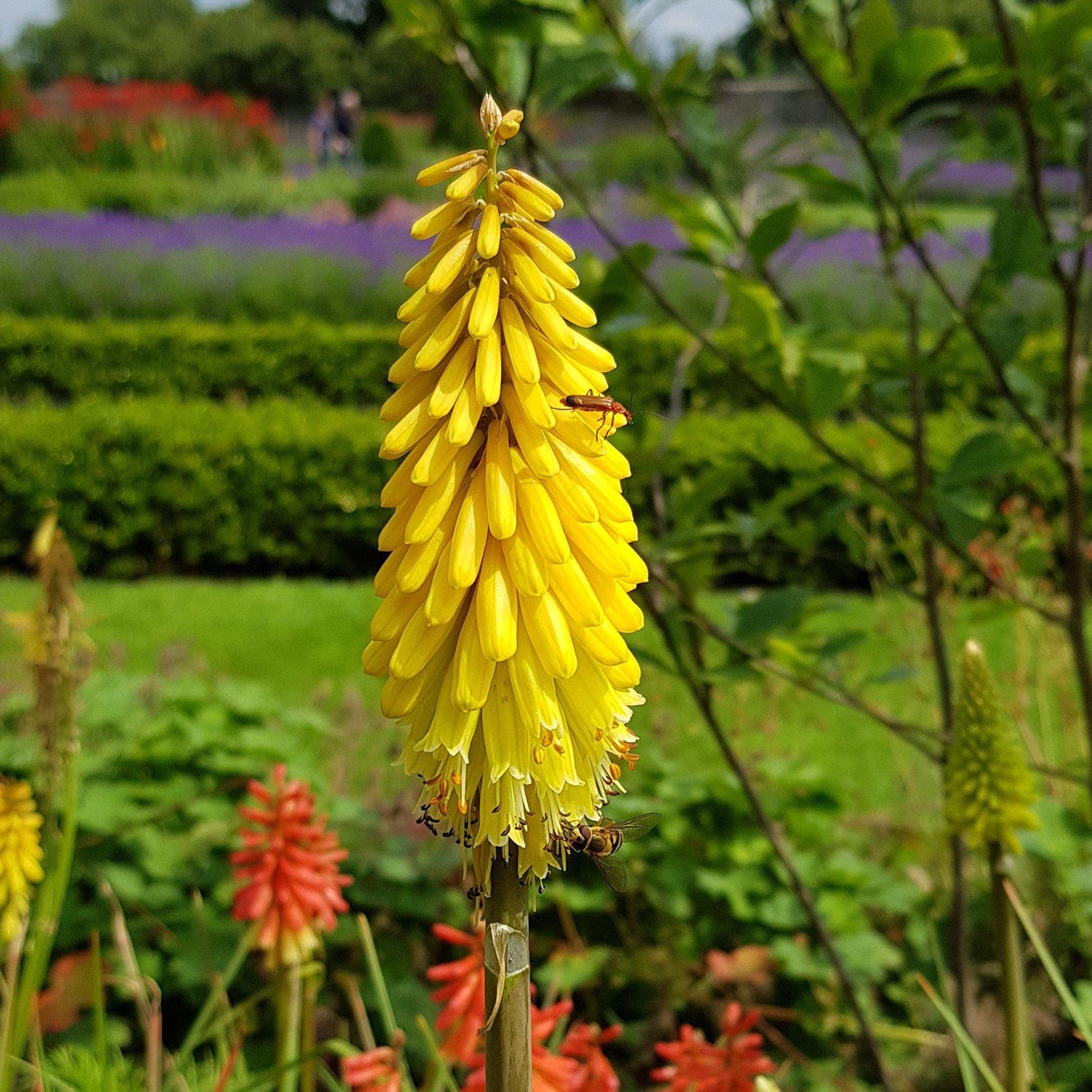 Kniphofia 'Gold Rush ~ Gold Rush Torch Lily, Red Hot Poker - Delivered By ServeScape