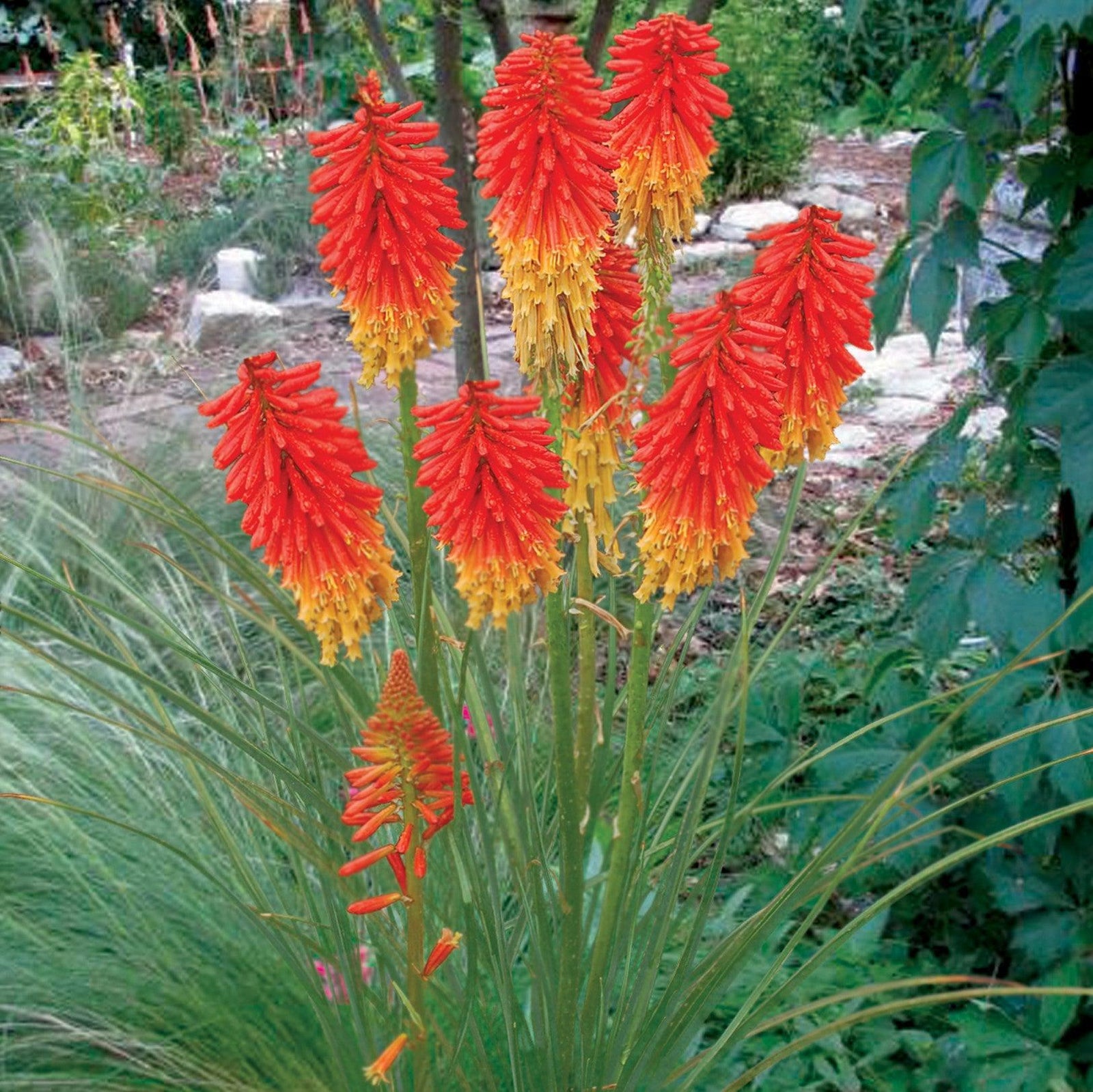 Kniphofia 'Papaya Popsicle' ~ Papaya Popsicle Torch Lily, Red-Hot Poker-ServeScape
