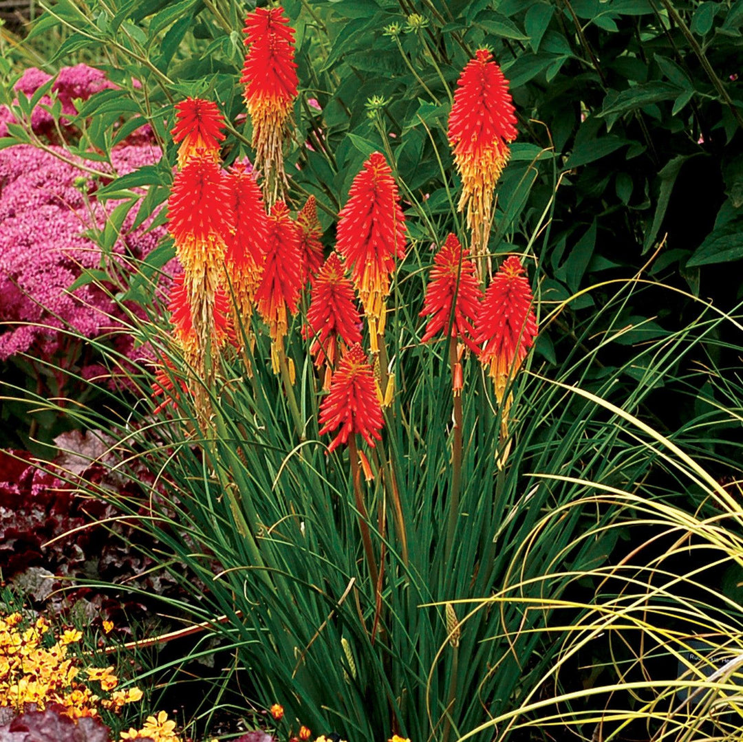 Kniphofia 'Papaya Popsicle' ~ Papaya Popsicle Torch Lily, Red-Hot Poker-ServeScape