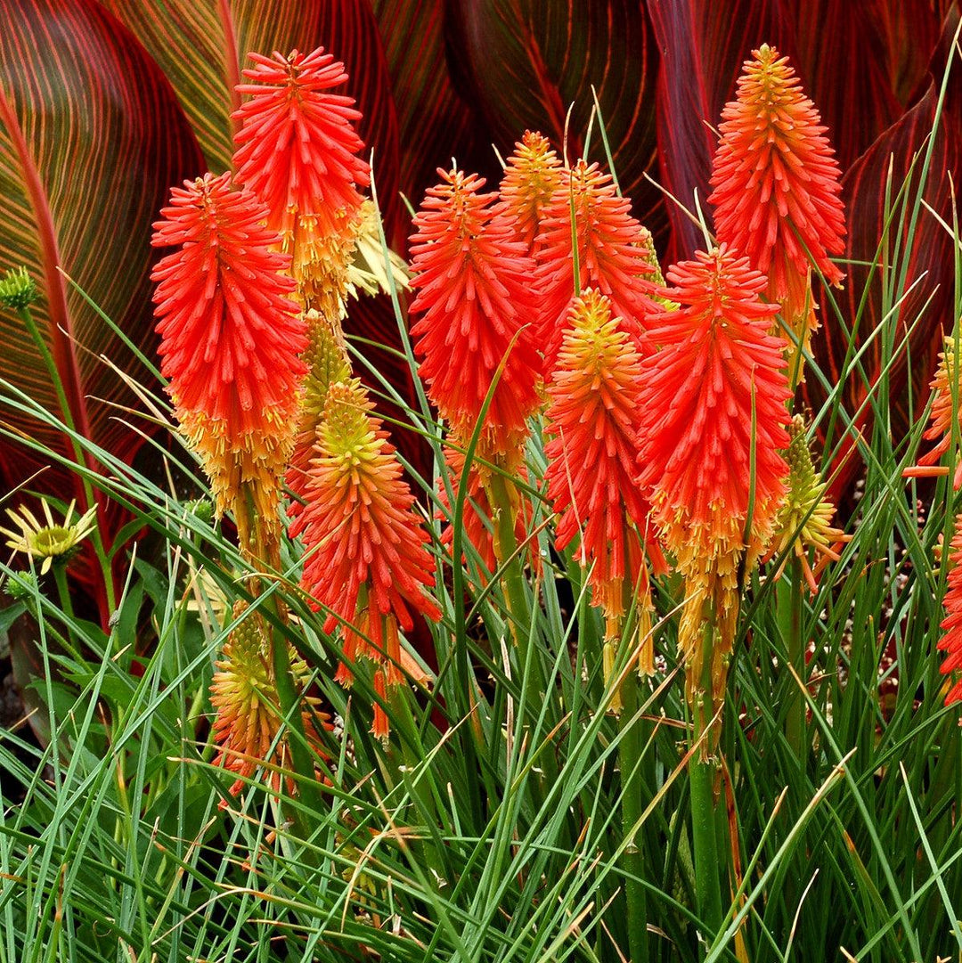 Kniphofia 'Papaya Popsicle' ~ Papaya Popsicle Torch Lily, Red-Hot Poker-ServeScape